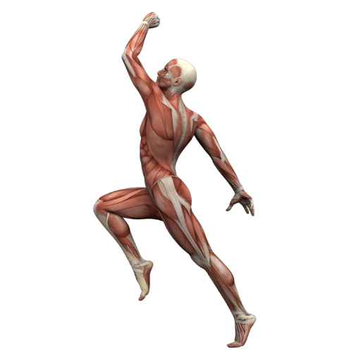 Athletic Performance & Mobility: The Fascia Connection