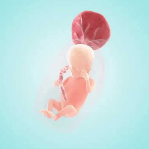 The 12-Week Timeline — What Happens Week by Week